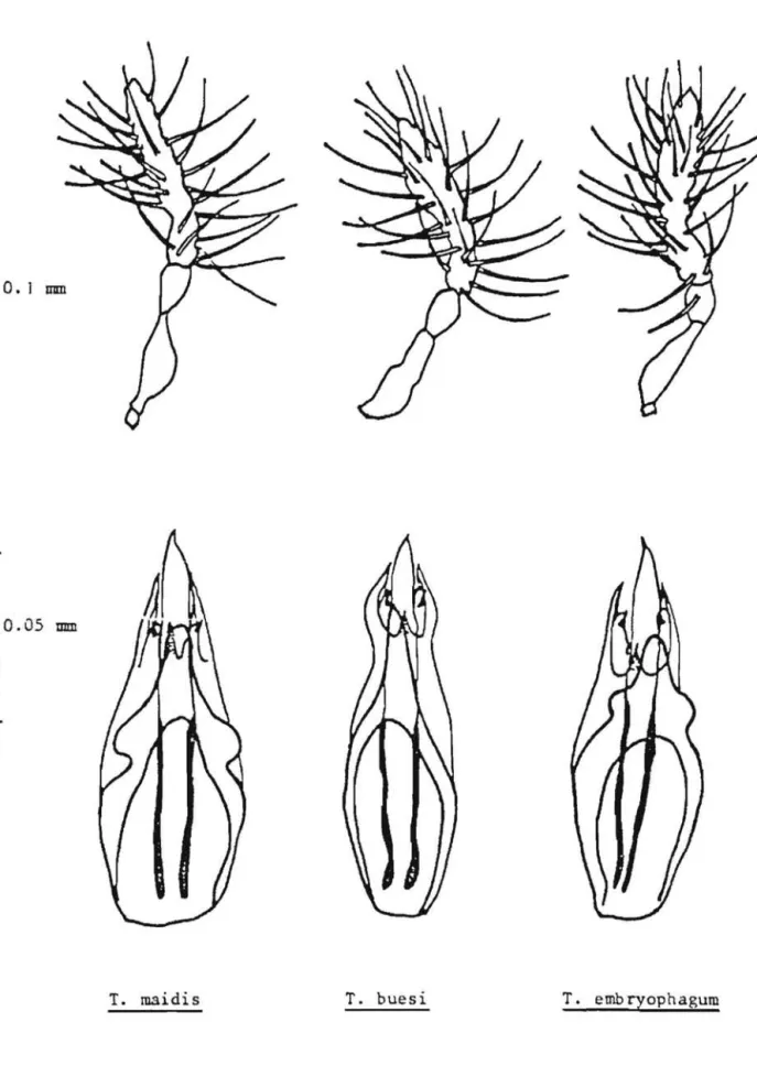 Figure  6:  Antennes  des  males  et  genic3lia  des  trois  especes  de  Trichogrammes