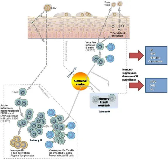 Figura 3 - Principais eventos nas diferentes fases da infecção do EBV  Adaptado de Kutok e Wang (2006) e Young e Rickinson (2004) 