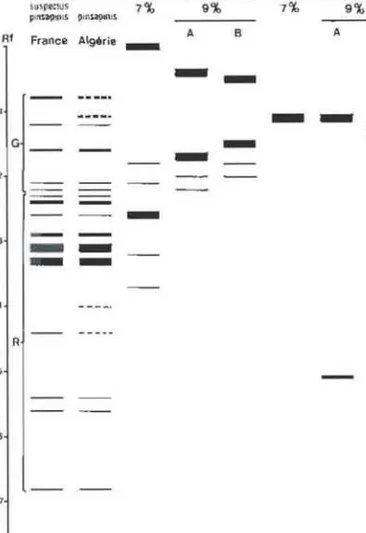 Fig .  I.  - Poshion  des  bandes  enzymatiques  revelees  chez  (OUS  les  individus  analyses  queUes  que  soient  la  forme  et  I'origine  geographique  (mis  it  part  les pinsapinis  d'Algerie  presenlant  2  locus  polymorphes  scilematises  par  d