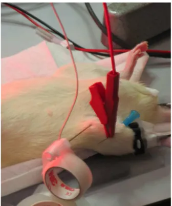 Figure 1 Assessment of neuromuscular transmission using accelerometry with the TOF Watch SX, subcutaneous needle electrodes for femoral nerve stimulation and transducer  place-ment on the rat thigh for muscle response measurements.