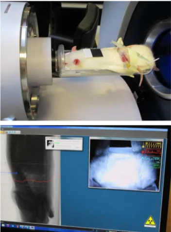 Figure 2 Top: Position of the rat in the CT tube. Bottom: The physiological monitoring system included video monitoring of the rat with real-time breathing detection