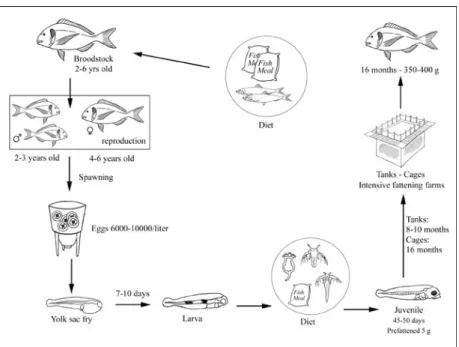 Fig. 1.3: Esquema representativo do ciclo de vida de dourada, S. aurata, em sistema de cultivo  intensivo