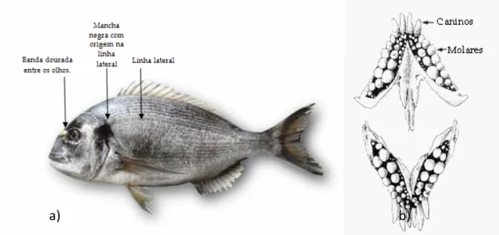 Fig. 1.5: a) Caracteres distintivos da dourada, S. aurata. Adaptado de: FAO (2008); b) Maxilar com dentes  de S