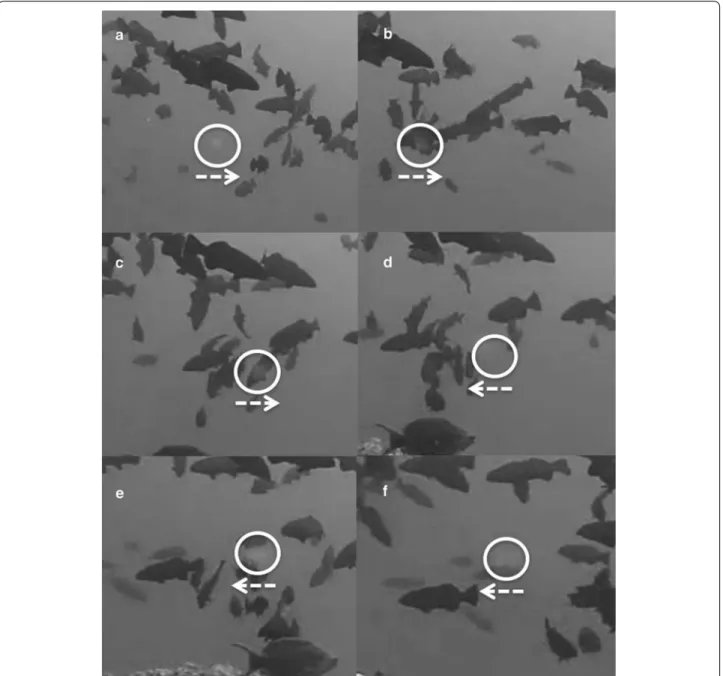 Fig. 1  Sequence of still frames (a–f) extracted from Additional file 2 of Karkarey et al