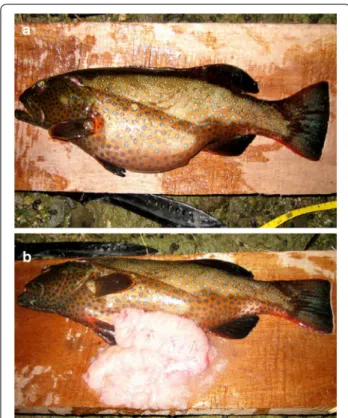 Fig. 2  Photographs of a gravid female P. areolatus with: a a highly  distended abdomen indicating that spawning is imminent; and  with b gonads dissected to verify that the process of ovulation (as  evidenced by the clear oocytes leaking onto the table) h