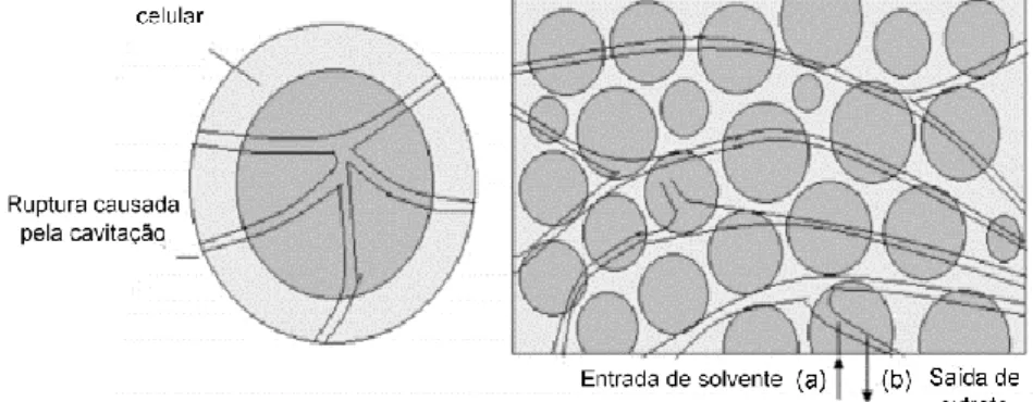 Figura 2 - Mecanismo de ruptura da parede celular (a) quebra da parede célula  devido à cavitação; (b) difusão de solvente na estrutura celular