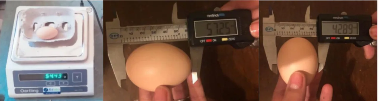 Figura  3.1.  Pesagem  dos  ovos  (esquerda)  e  medição  do  comprimento  e  largura  do  ovo  (direita)