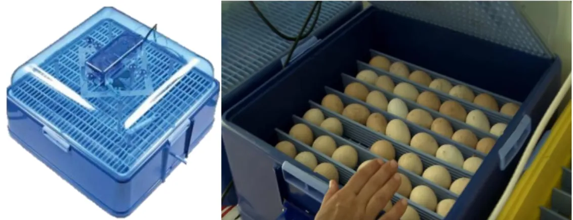 Figura 3.2. Incubadora AF50 automática repleta de ovos para iniciar a incubação 