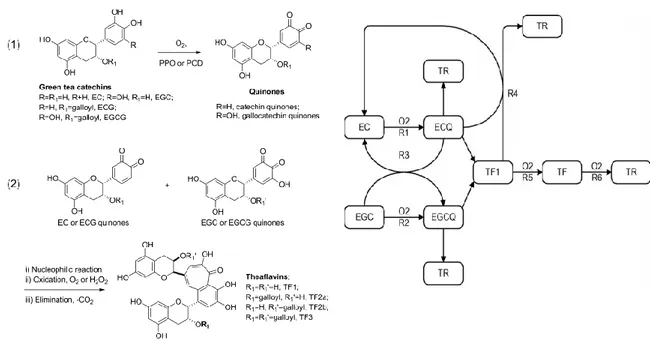 Figura  5  -  Processo  enzimático  de  formação  da  teaflavina  (a)  e  reações  bioquímicas durante o processo de fermentação de chá preto (b)