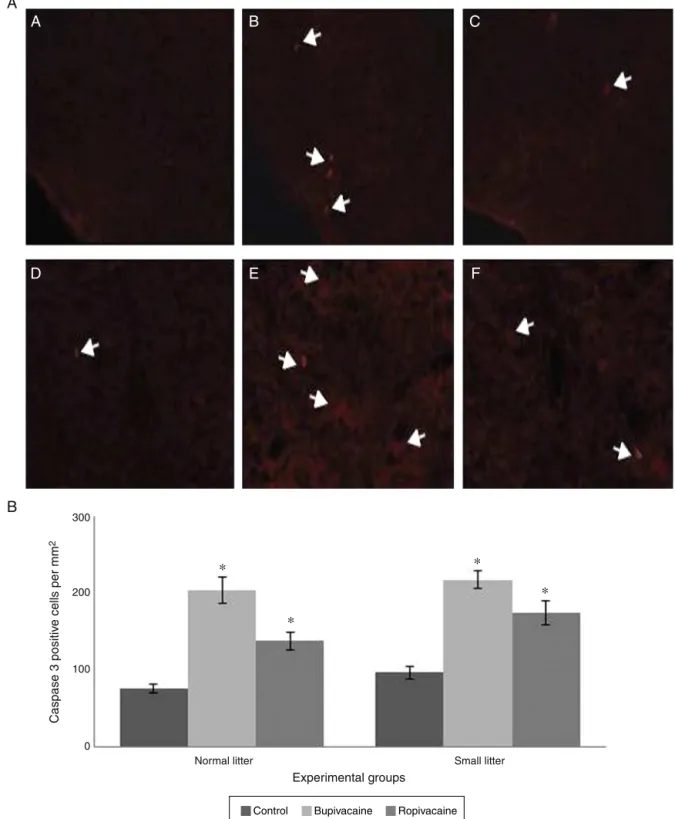Figure 5 Caspase-3 positive cells in the spinal cord sections of P14 rat pups following spinal anesthesia