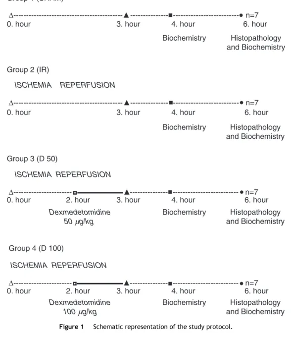 Figure 1 Schematic representation of the study protocol.