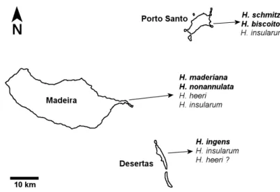 Figura 7 – Distribuição do género Hogna no arquipélago da Madeira. 
