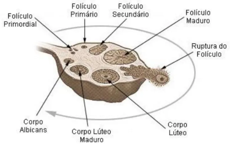 Figura 2.1. – Esquema da evolução folicular, desde o folículo primordial até ao corpo  albican,  passando  pelos  estádios  intermédios  de  folículo  primário,  secundário  e  terciário