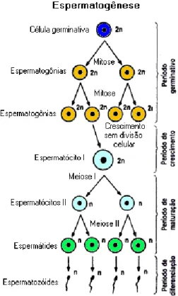 Figura  2.3.  –  Esquema  representativo  do  processo  de  Espermatogénese.  Adaptado  de  http://www.sobiologia.com.br/conteudos/Citologia2/nucleo15.php 