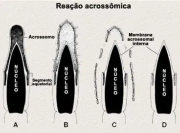 Figura  2.5.  –  Alterações  morfológicas  na  cabeça  dos  espermatozóides  mamíferos  durante a reacção acrossómica
