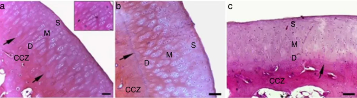 Figure 1 Photomicrograph of articular cartilage from the control (a), S1 (b) and S2 (c) groups
