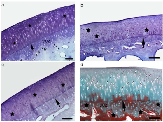Figure 3 Extracellular matrix staining of articular cartilage from the C (a), L1 (b), L2 (c and d) groups