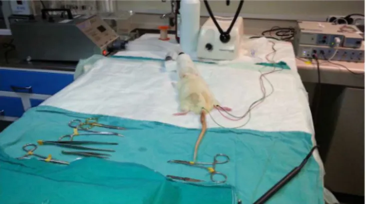 Figure 2 The superficial fascia was separated and the sciatic nerve was exposed at a point proximal to the bifurcation.