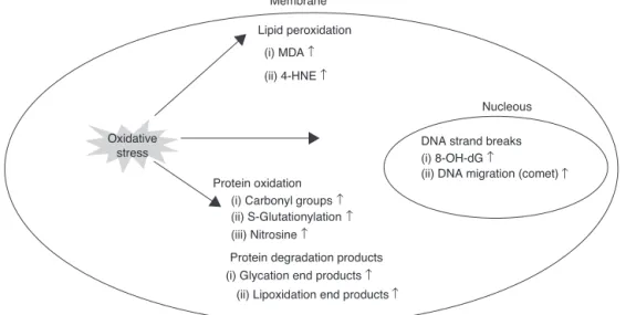 Figure 5 Biomarkers of macromolecule oxidative damage. Oxidative stress causes damage to macromolecules; for example, DNA, lipids, and proteins