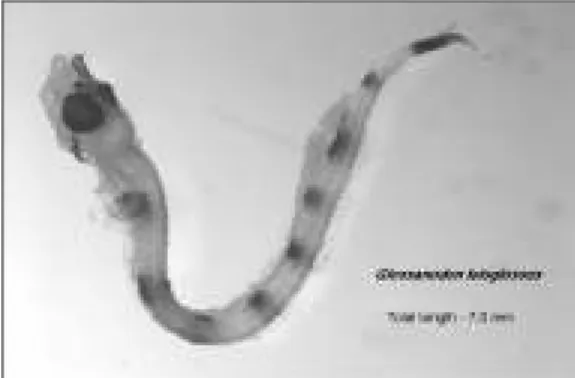 Fig.  6.  Glossanodon  leioglossus  larva  captured  in  February  at  station  3.2,  335µm  mesh  size  (photo: 