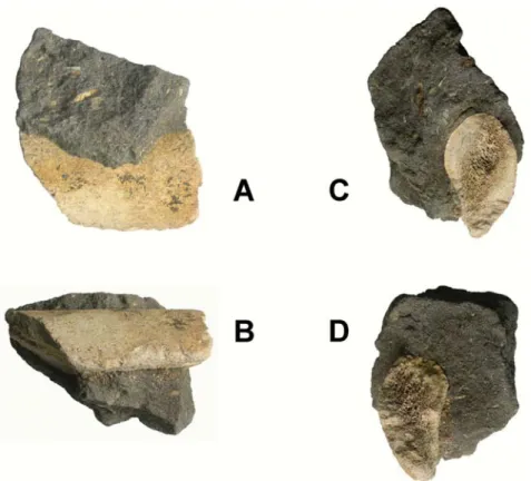 FIGURE 3. MCM 108, a medial portion of a large right rib assigned to ? Balaenopteridae indet