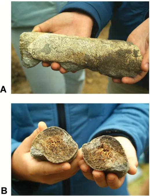 FIGURE 6. DBUA-F 401, the second recovered fragment of the large left rib assigned to
