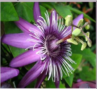 Figura 1. Passiflora incarnata L. – Flor