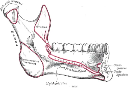 Figura 3 – Vista lateral esquerda da mandíbula, adaptado de Gray e Lewis (73) 