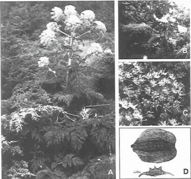 Fig. 2. A.  Flowering individual at the river edge, in  a  forest gap (Terceira, Ribeira  das  Sete,  500  m);  B