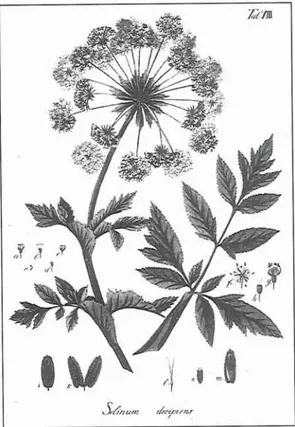 Fig.  3.  A reproduction of the illustration of Selinum decipiens Schrad.  &amp;  J .   C
