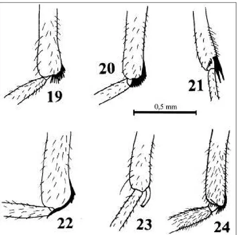 Figs  19-24.  Male  hindleg,  distal  part  of  tibia  and  first  tarsomere  of  Sapromyza  spp