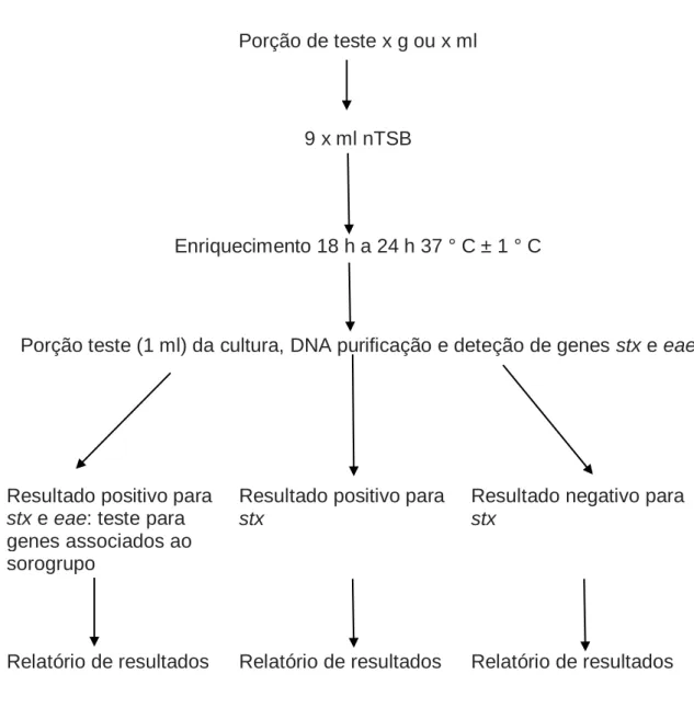 Figura  3.5-  Diagrama  de  fluxo  do  procedimento  do  PCR  para  os  genes  de  virulência  