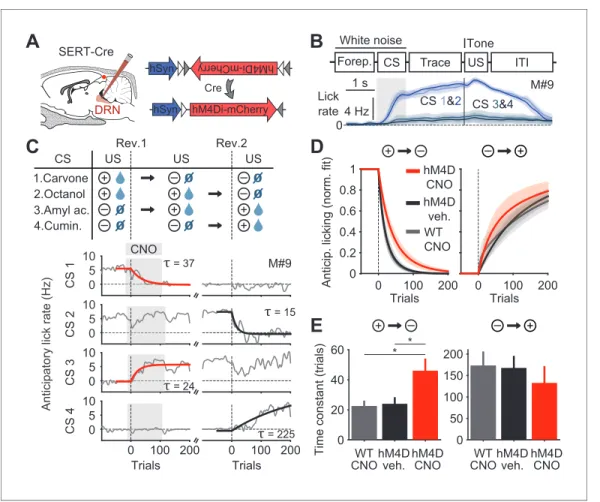 Figure 1. Inhibition of DRN 5-HT neurons causes perseverative responding. (A) Injections of Cre-dependent hM4Di-mCherry (right) in the dorsal raphe nucleus (DRN) of SERT-Cre mice (left)