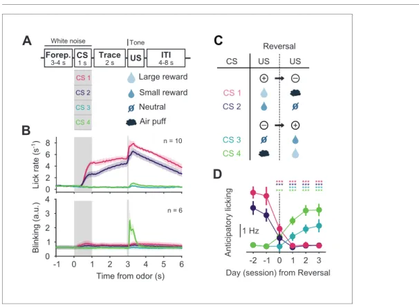 Figure 2. Behavior of head-fixed mice trained in a reversal task. (A) Schematics of the trial structure in the classical conditioning task (before reversal) with four different outcomes