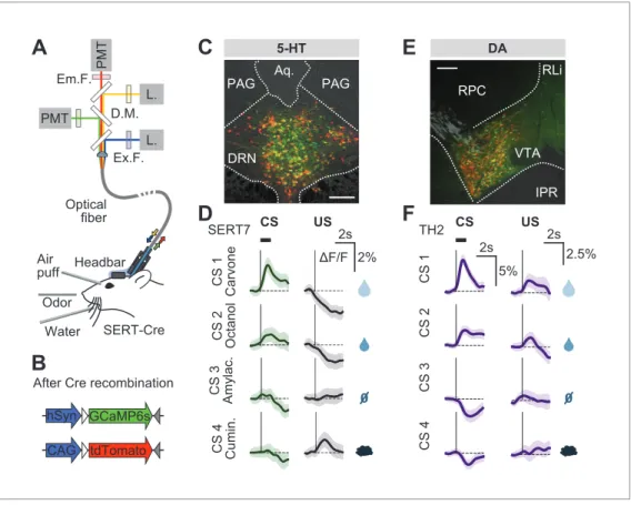 Figure supplement 1. Expression of GCaMP6s and of tdTomato in DRN 5-HT neurons.