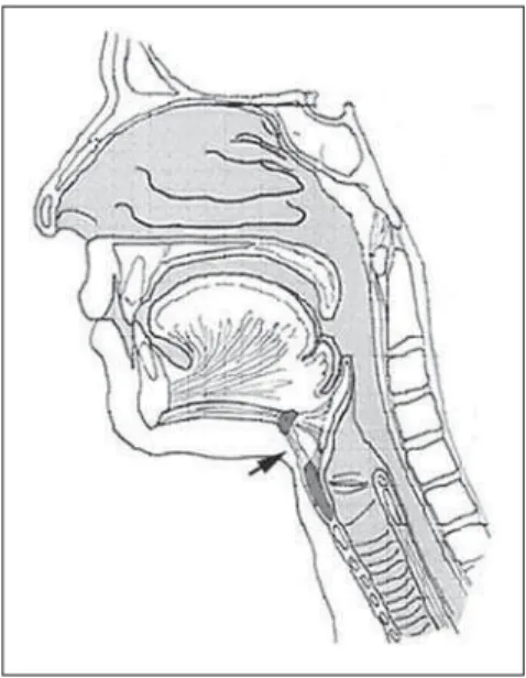 Figure 1. Transducer positioning for images record- record-ing in the cervical region, particularly of the  hyoid-larynx complex.
