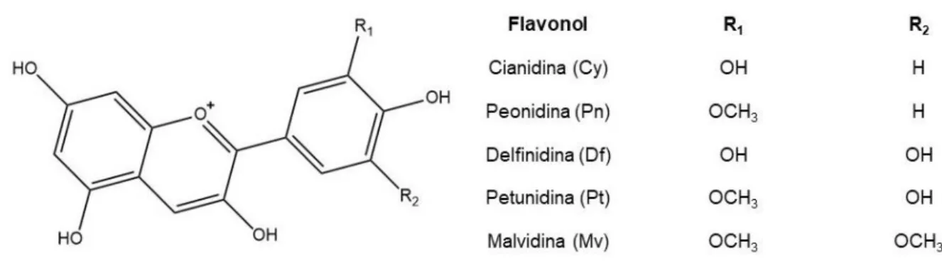 Figura 14: Fórmula de estrutura das antocianidinas da uva e do vinho (Adaptado de (12))