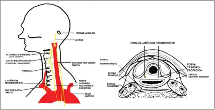 Figure 1. Scheme of anatomy of recurrent laryngeal nerves.