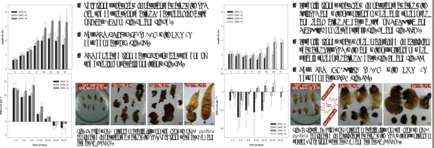 Fig. 2. Effect of ≠ nitrogen availability on the growth of M. pyrifera  acclimated in natural sea water with PES