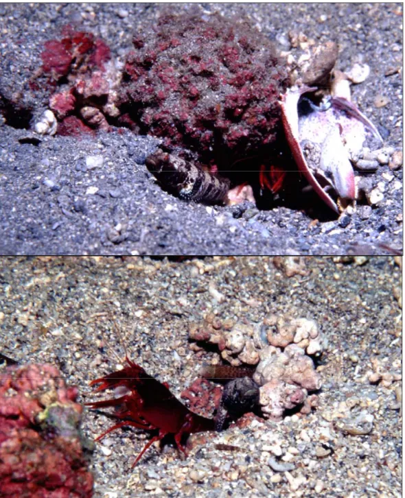 Fig. 1.  Above, the undescribed goby in front of an Axiopsis serratifrons burrow; the shrimp is visible at the  entrance