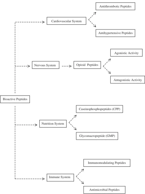 Fig. 1. Functions of bioactive peptides from caseins.