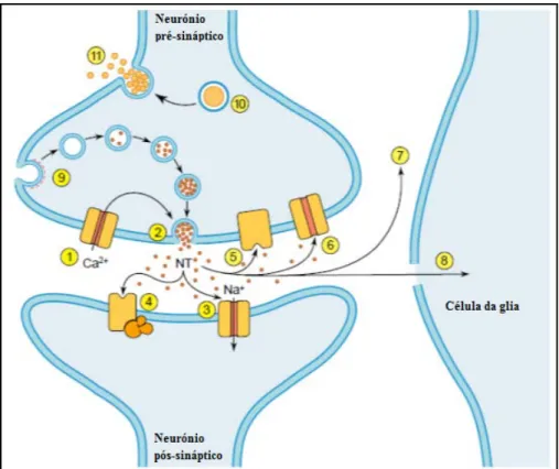 Figura 1.3: Ilustração do mecanismo de ação dos NTs nos terminais nervosos  (neurotransmissão)