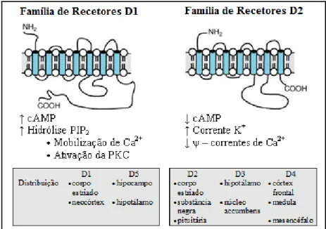 Figura 1.6: Subtipos de recetores dopaminérgicos no SNC, sua distribuição e principais características