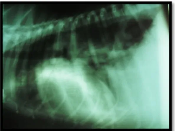Figura  1  -  Radiografia  em  projeção  latero-lateral  de  canídeo  com  aumento  de aurícula e ventrículo direito
