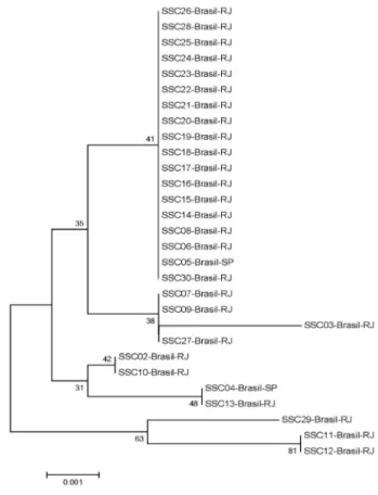 Figura  4. Análise filogenética dos isolados brasileiros de S. schenckii construída pelo software MEGA 5.0® pelo método Neighbor-Joining para o gene da beta-tubulina