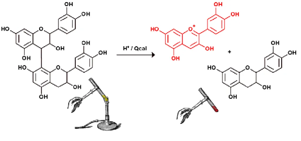 Fig. 2.9 - Reação de Bate-Smith para as procianidinas. Uma solução de procianidinas, em meio ácido a quente origina  cianidina, que apresenta cor vermelha