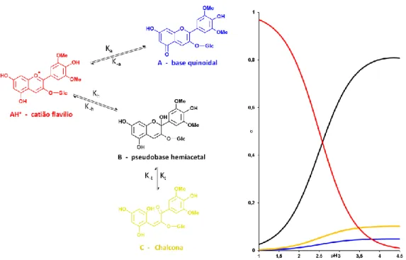 Fig. 2.13 - Formas gerais de equilíbrio das antocianinas em função do pH do meio. A forma chalcona não é diretamente  dependente do pH, embora a sua forma precursora (hemiacetal) seja