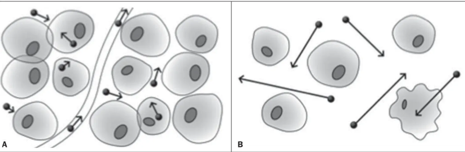 Figure 1. Demonstration of water molecules motion in the intra and extracellular spaces and within the extracellular space providing information on the degree of cellularity of the tissues