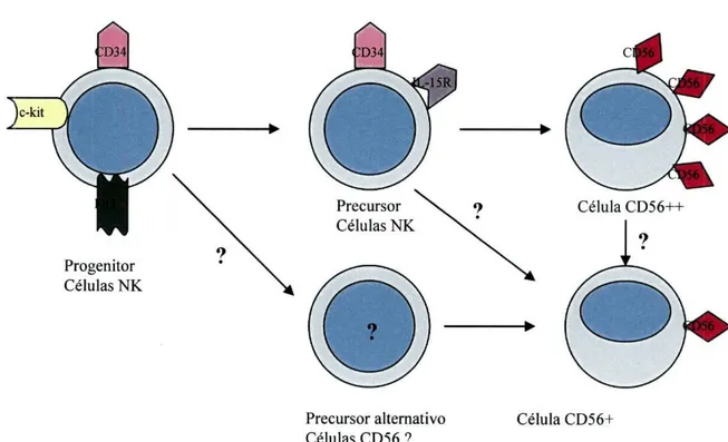 Fig. 2- Esquema da ontogenèse das células NK. 