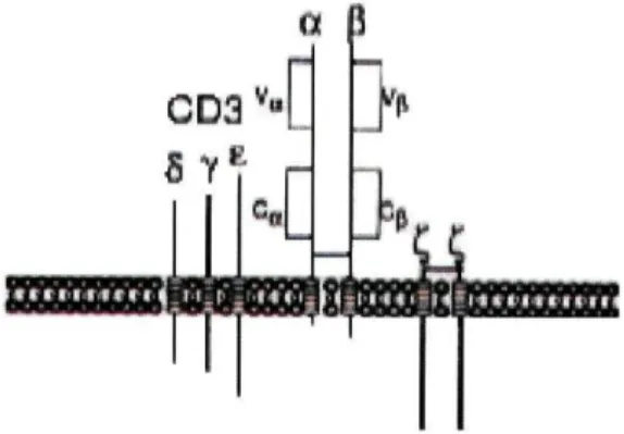 Fig. 3- Diagrama esquemático do complexo receptor das células T/CD3. Adaptado de Kipps TJ